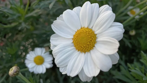 春から春にかけての花々の姿 — ストック写真