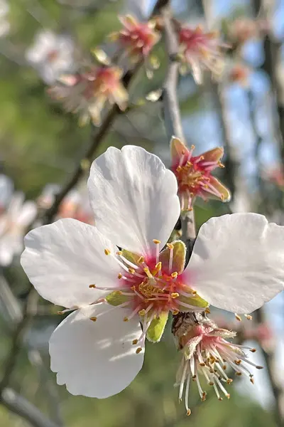 Tavaszi Tavaszi Virágok Eljövetele Természetben — Stock Fotó