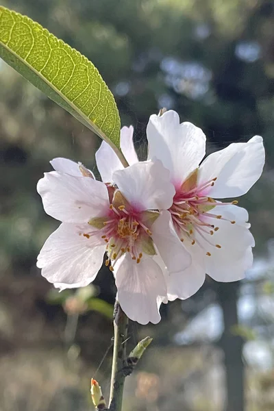 春から春にかけての花々の姿 — ストック写真