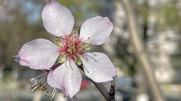 春から春にかけての花々の姿 — ストック写真