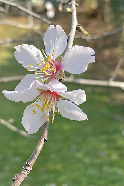 Vårens Och Vårens Blommor Kommer Naturen — Stockfoto