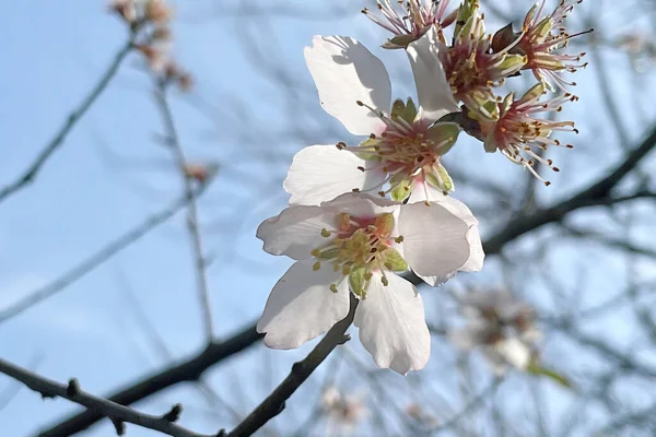 春天和春天的花朵在自然界中的到来 — 图库照片