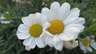 Baharın ve bahar çiçeklerinin doğası.