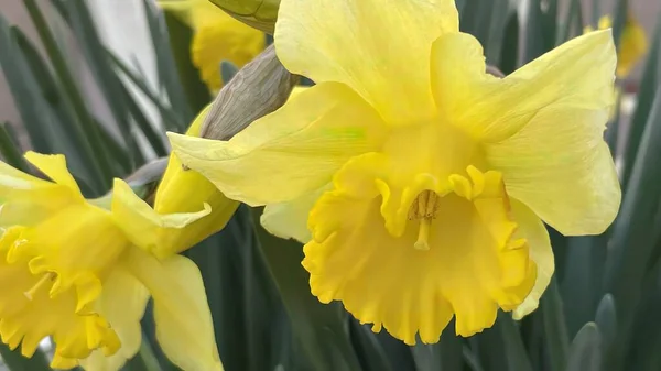 Frühling Und Frühlingsblumen Der Natur — Stockvektor