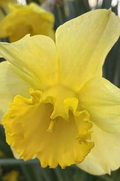 Baharın Bahar Çiçeklerinin Doğası — Stok Vektör