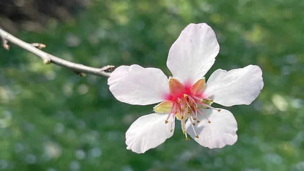 Llegada Las Flores Primavera Primavera Naturaleza — Archivo Imágenes Vectoriales