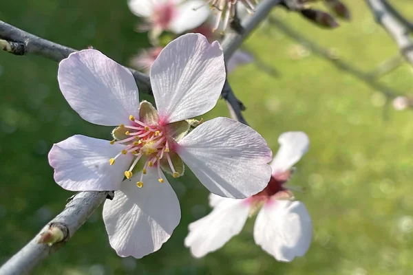 春から春にかけての花々の姿 — ストックベクタ