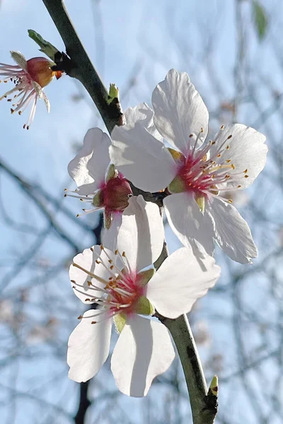 Vindo Das Flores Primavera Primavera Natureza — Vetor de Stock
