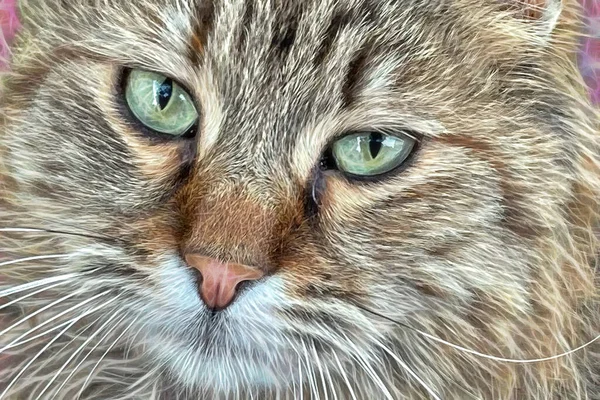 Nahaufnahme Porträt Einer Katze — Stockfoto