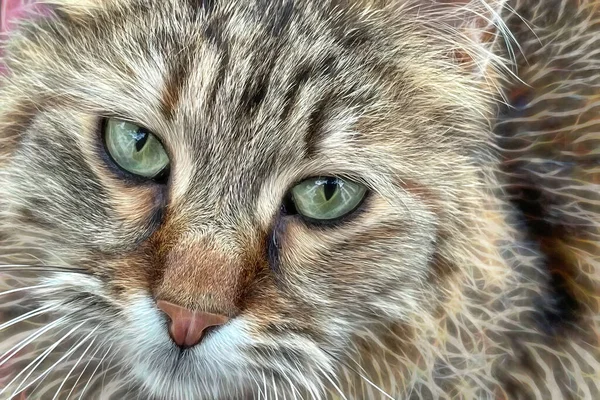 Close Retrato Gato — Fotografia de Stock