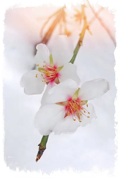 Frühlingsblumen Und Schnee Winter Hautnah Erleben — Stockfoto