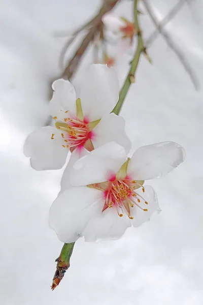 Frühlingsblumen Und Schnee Winter Hautnah Erleben — Stockfoto
