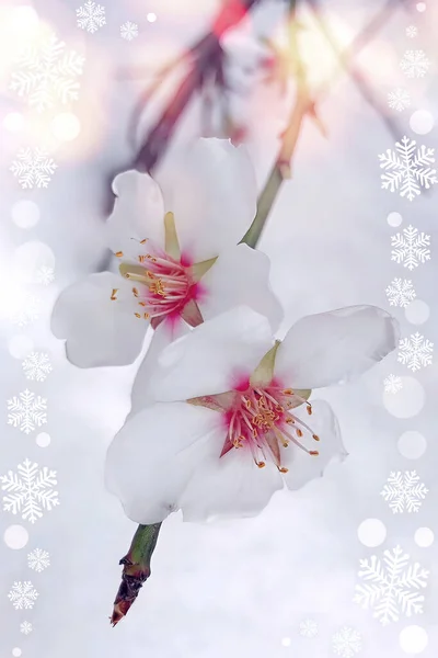 Cerca Flores Primavera Nieve Temporada Invierno — Foto de Stock