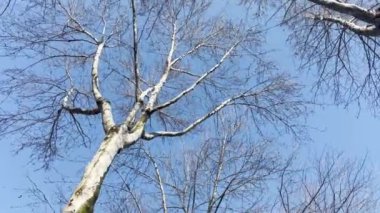 Doğada kış mevsiminde yapraksız ağaçlar