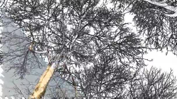 Drzewa Liściaste Sezonie Zimowym Przyrodzie — Wideo stockowe