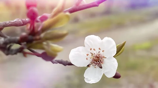 Κοντινό Επάνω Λουλούδια Άνοιξη Κλαδιά Δέντρων Στη Φύση — Φωτογραφία Αρχείου