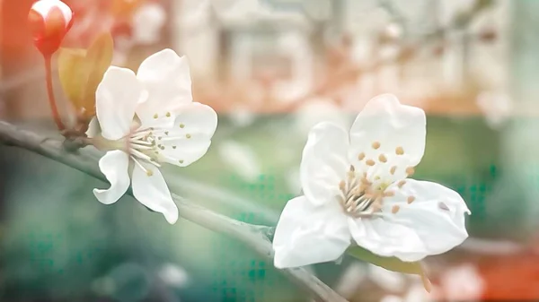 Cerrar Las Flores Primavera Las Ramas Los Árboles Naturaleza — Foto de Stock