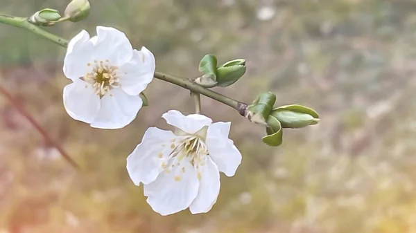 Cerrar Las Flores Primavera Las Ramas Los Árboles Naturaleza — Foto de Stock