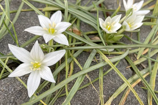 Zefiranuje Kwiaty Naturze Typowe Nazwy Gatunków Tym Rodzaju Lilia Baśniowa — Zdjęcie stockowe
