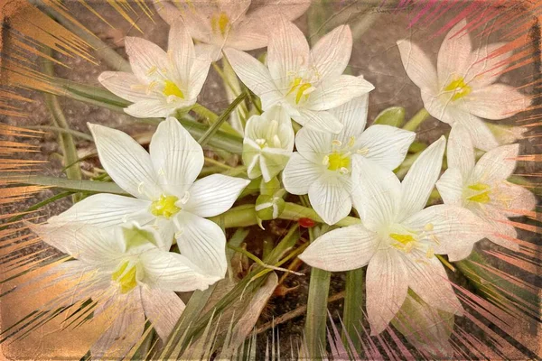 Zephyranthes Цветы Природе Общие Названия Видов Этого Рода Включают Фей — стоковое фото