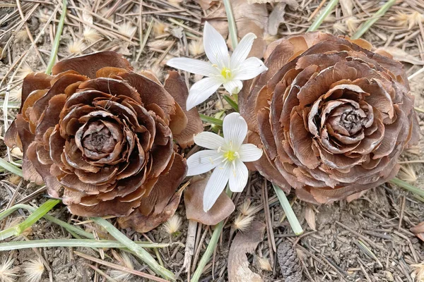 Zephyranthes Flowers Nature 该属物种的常见名称包括仙女百合 雨伞百合 紫苏百合 魔法百合 阿塔米斯科百合和雨伞百合 — 图库照片