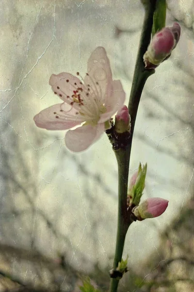 Ανοιξιάτικα Λουλούδια Κλαδιά Δέντρων Στη Φύση — Φωτογραφία Αρχείου