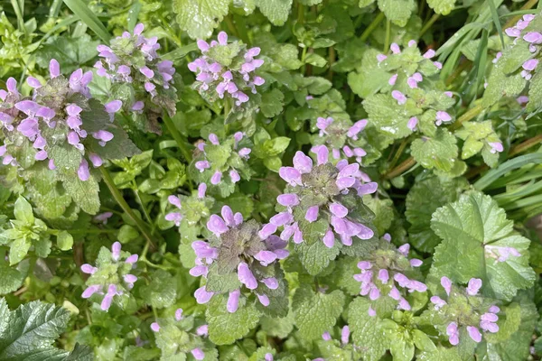 Zamknij Lamium Purpurowe Roślin Kwiatów Sezonie Wiosennym Przyrody — Zdjęcie stockowe