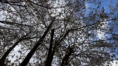 Doğadaki ağaç dallarında bahar çiçekleri