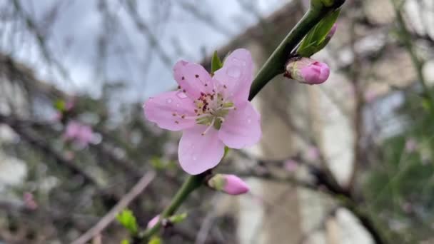 Весняні Квіти Гілках Дерев Природі — стокове відео