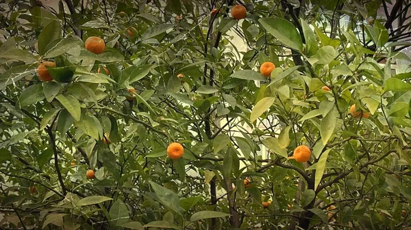 Kleine Reife Mandarinen Auf Ästen Mit Grünen Blättern — Stockfoto