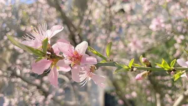 自然界树枝上的春花 — 图库照片