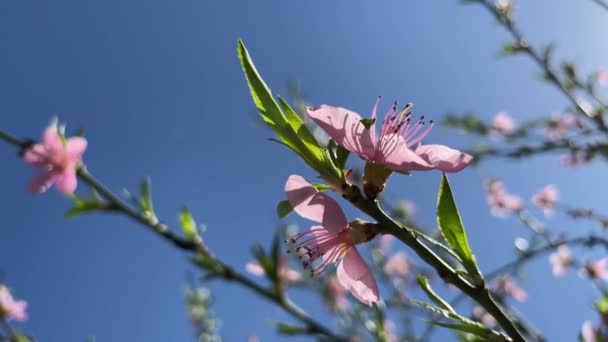 Fleurs Printanières Sur Les Branches Des Arbres Dans Nature — Video
