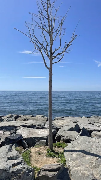 Laubloser Baum Meeresufer Und Zwischen Den Klippen — Stockfoto