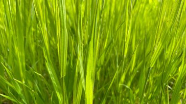 Baharın gelişi ve doğanın uyanışı. Doğanın tüm güzelliği arka planda.