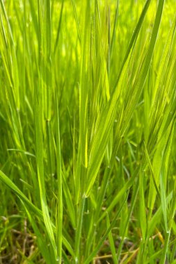 Baharın gelişi ve doğanın uyanışı. Doğanın tüm güzelliği arka planda.