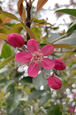 Baharın gelişi ve doğanın uyanışı. Doğanın tüm güzelliği arka planda.