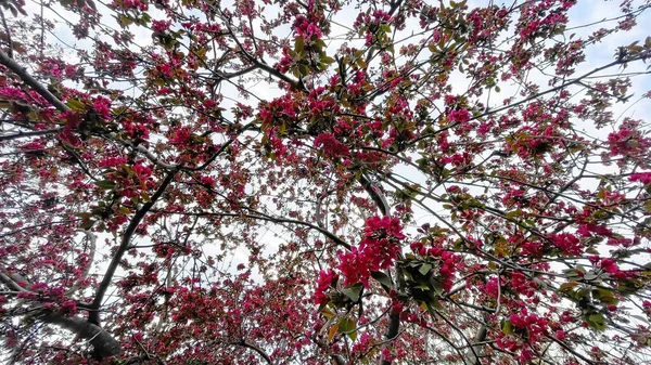 Die Ankunft Des Frühlings Und Das Erwachen Der Natur Die — Stockfoto