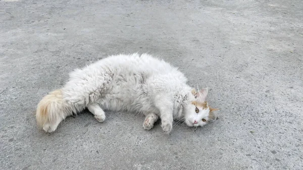 Белая Кошка Полу Природе — стоковое фото