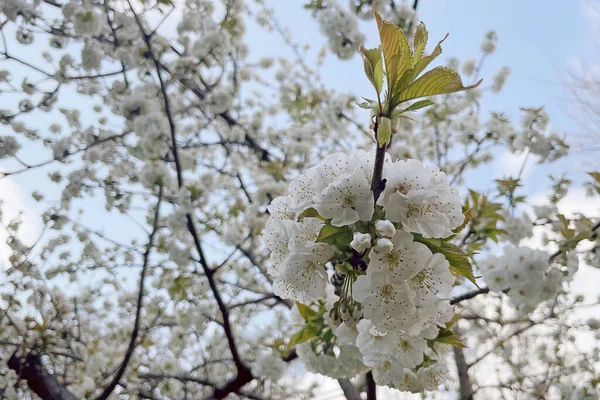 Příchod Jara Probuzení Přírody Všechny Krásy Přírody Pozadí — Stock fotografie