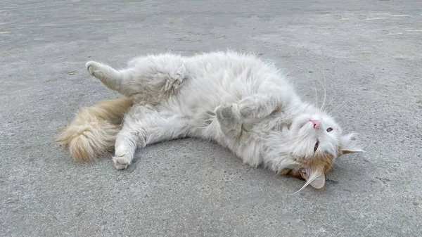 Gato Blanco Suelo Naturaleza — Foto de Stock