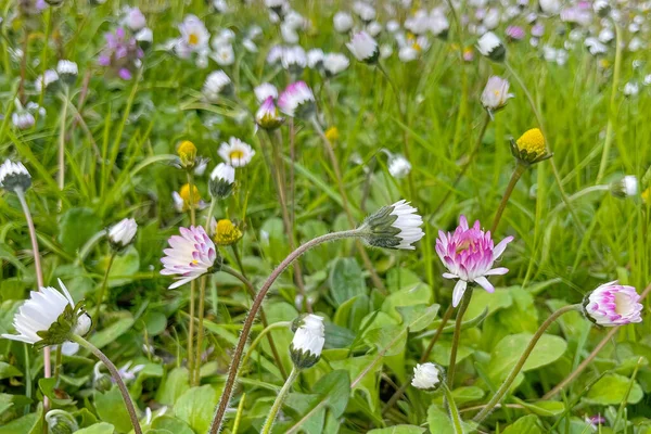 Arrivée Printemps Éveil Nature Toute Beauté Nature Pour Arrière Plan — Photo