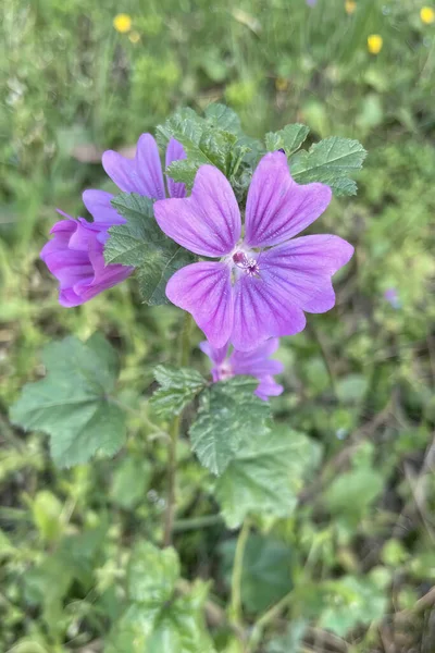 Malva Sylvestris Roślina Zielonymi Liśćmi Fioletowymi Kwiatami — Zdjęcie stockowe