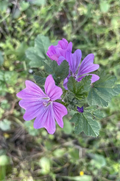 Malva Sylvestris Plante Aux Feuilles Vertes Fleurs Violettes — Photo