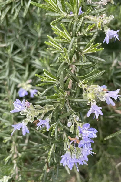 Rosemary Plant Green Leaves Purple Flowers — Stock Photo, Image