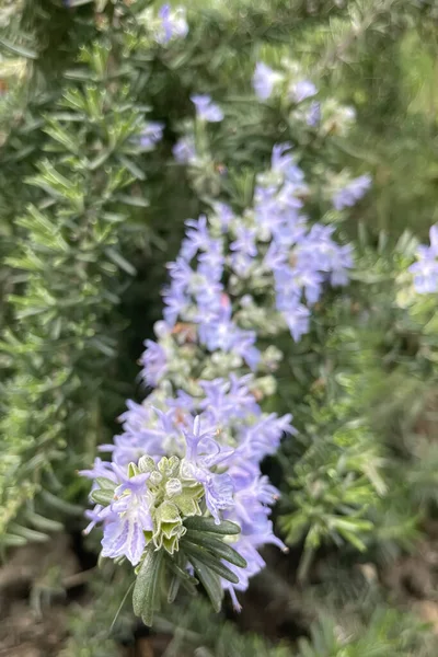 Rosmarinpflanze Mit Grünen Blättern Und Violetten Blüten — Stockfoto