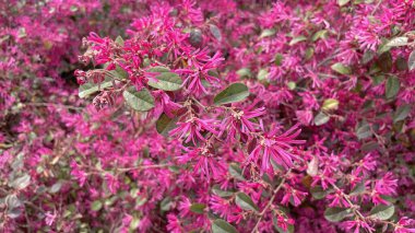 Baharın gelişi ve ilkbahar çiçekleri doğaya güzellik ve renk verir.