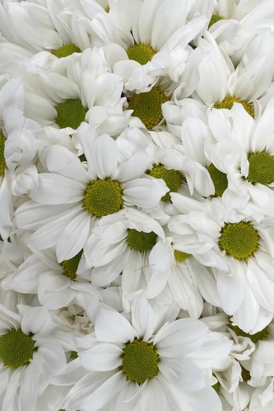 Arrivo Della Primavera Dei Fiori Primaverili Che Donano Bellezza Colore — Foto Stock