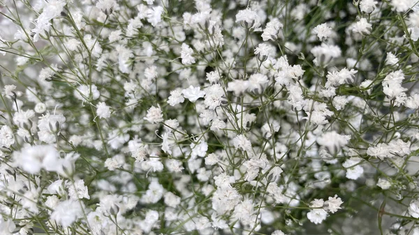 春の訪れと自然の美しさと色を与える春の花 — ストック写真