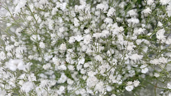 春の訪れと自然の美しさと色を与える春の花 — ストック写真