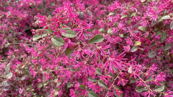 Baharın gelişi ve ilkbahar çiçekleri doğaya güzellik ve renk verir.